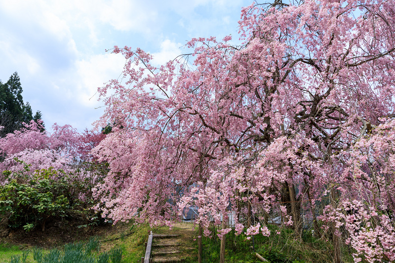 桜咲く京都2019　枝垂れ桜の宝泉寺_f0155048_2342852.jpg