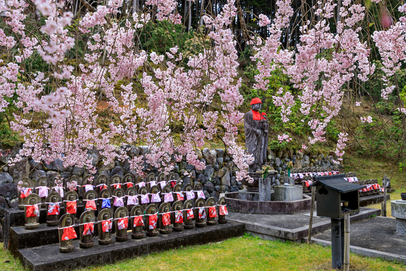 桜咲く京都2019　枝垂れ桜の宝泉寺_f0155048_23434463.jpg