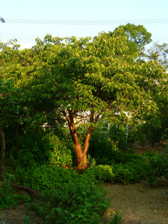 b0002549_114486.jpg