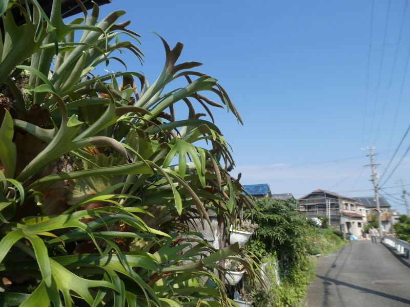 c0108460_14154315.jpg
