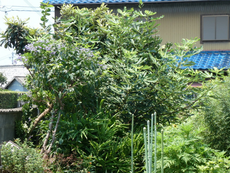 c0108460_14182016.jpg