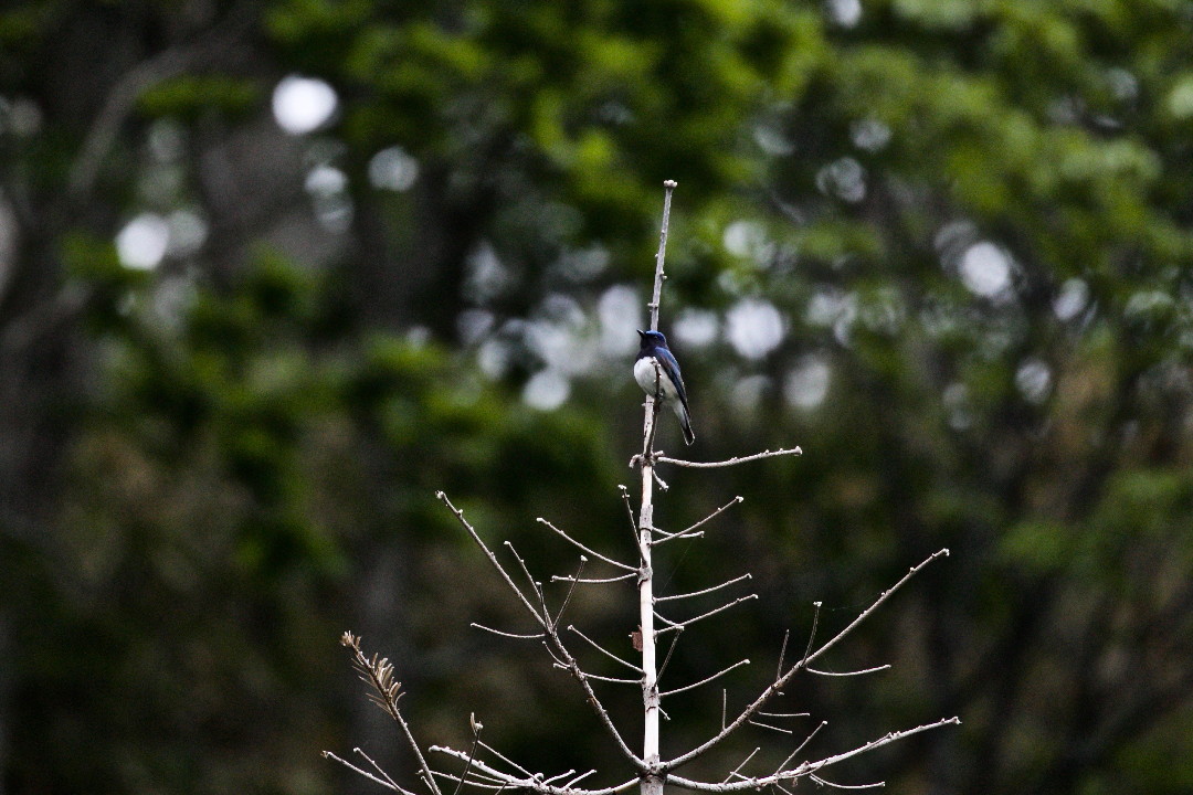 e0071967_8345742.jpg