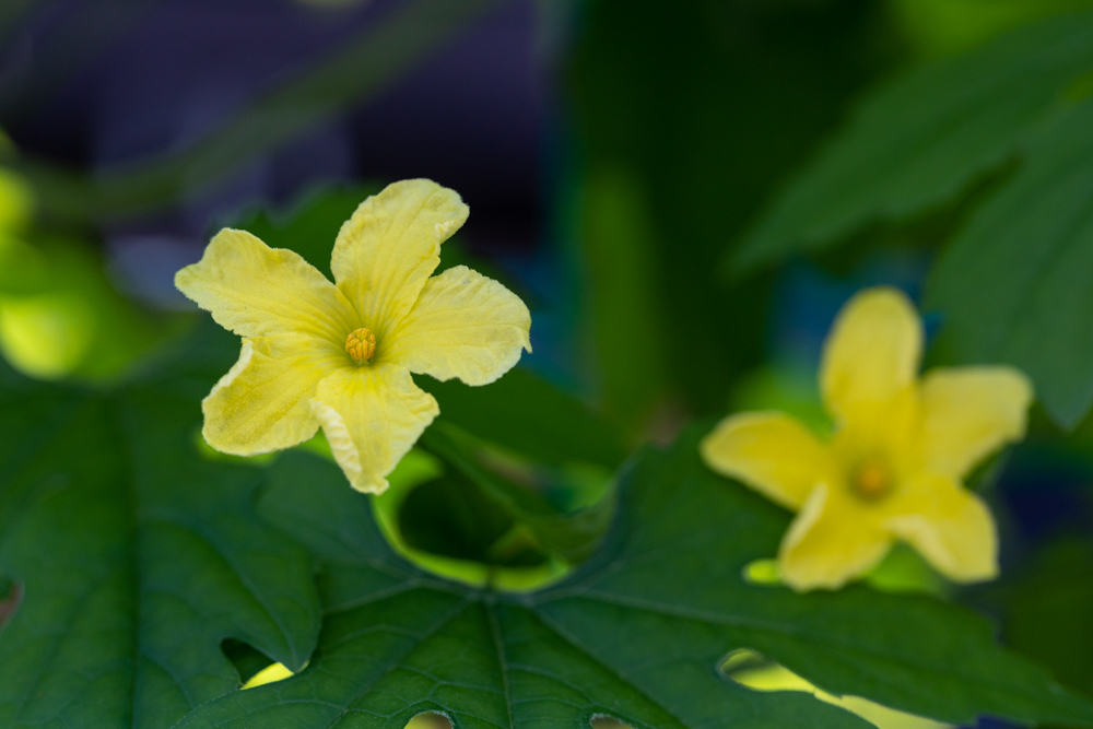 カボチャの花 彩りの軌跡