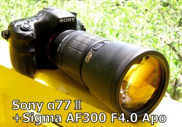 日本 未だに素晴らしいと思える Sigma APO TELE MACRO 300mm F4 日本 未だに素晴らしいと思える Sigma APO TELE MACRO 300mm F4