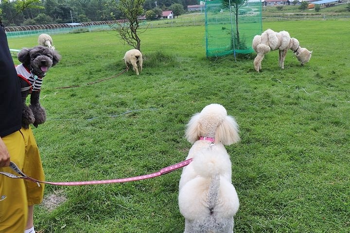 ③動物とふれあってみる?_b0111376_14135911.jpg