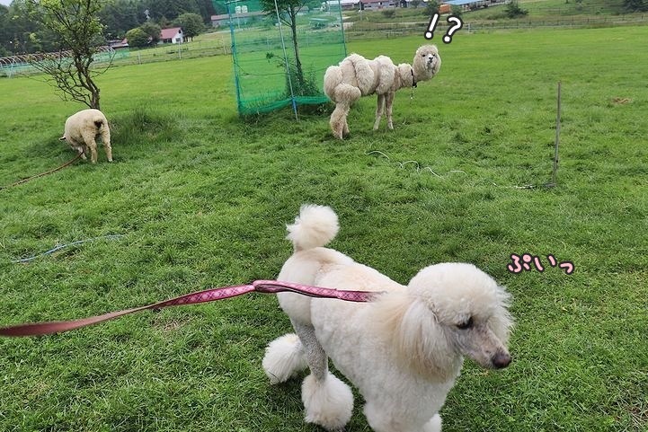 ③動物とふれあってみる?_b0111376_14362172.jpg