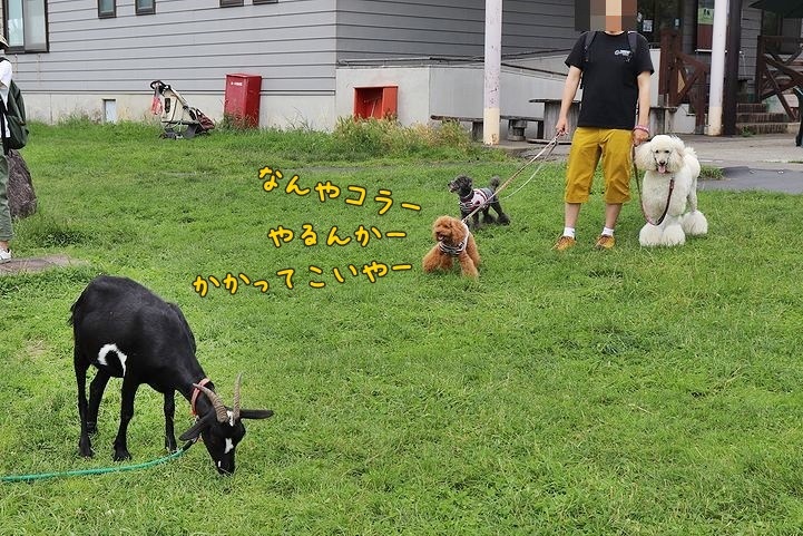 ③動物とふれあってみる?_b0111376_14410193.jpg