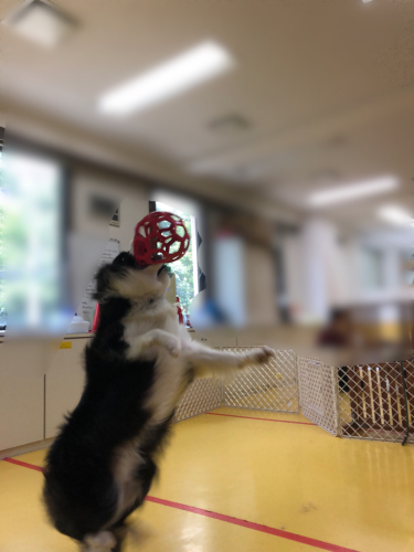 オモチャ大好きっ子🎾🧸⚾️_f0357682_20581889.jpg