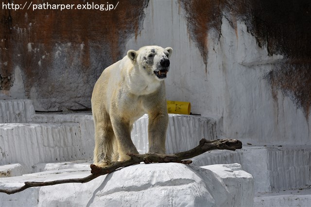 ２０１９年７月　天王寺動物園　その２_a0052986_728597.jpg