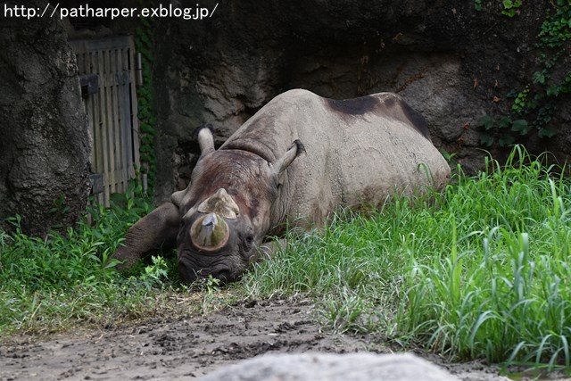 ２０１９年７月　天王寺動物園　その２_a0052986_7324143.jpg