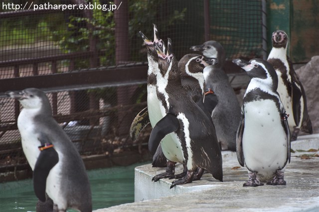 ２０１９年７月　天王寺動物園　その２_a0052986_748294.jpg