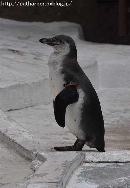 ２０１９年７月　天王寺動物園　その２_a0052986_7505468.jpg