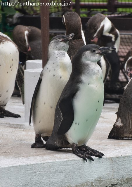 ２０１９年７月　天王寺動物園　その２_a0052986_751994.jpg