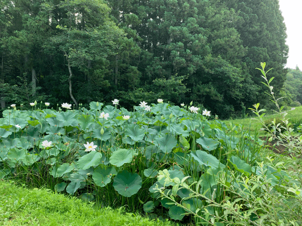 a0309389_21471273.gif