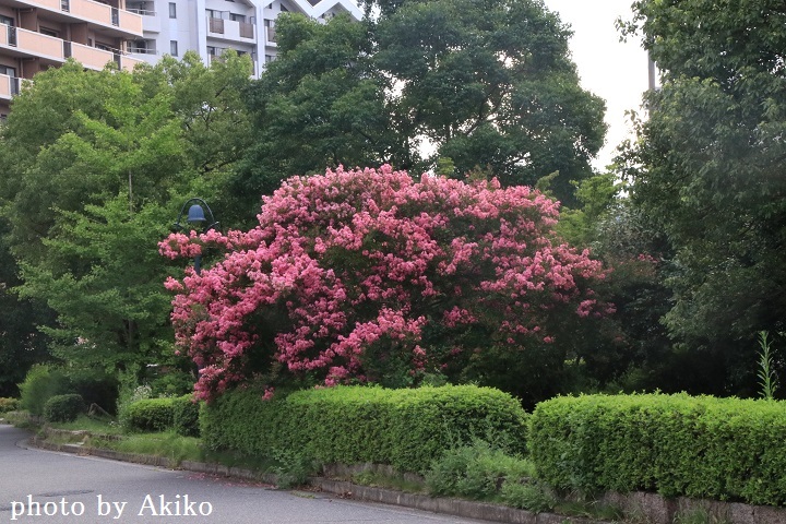 百日紅(サルスベリ)♪_f0298290_07252755.jpg
