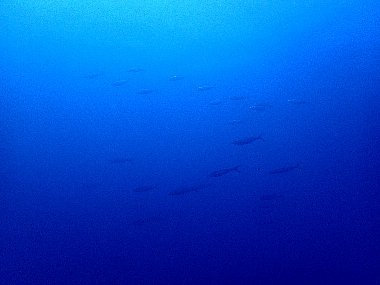 f0079996_15293903.jpg