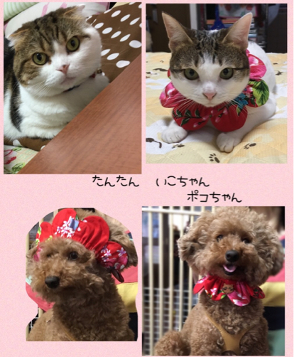 さくらちゃん、ゆずちゃん、むぎちゃん なとちゃん_f0375804_09450239.jpg