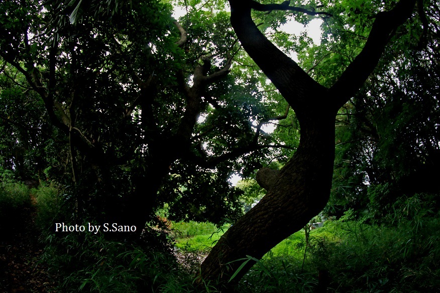 梅雨明けの観音崎（2019年7月末）その2_b0348205_22065231.jpg