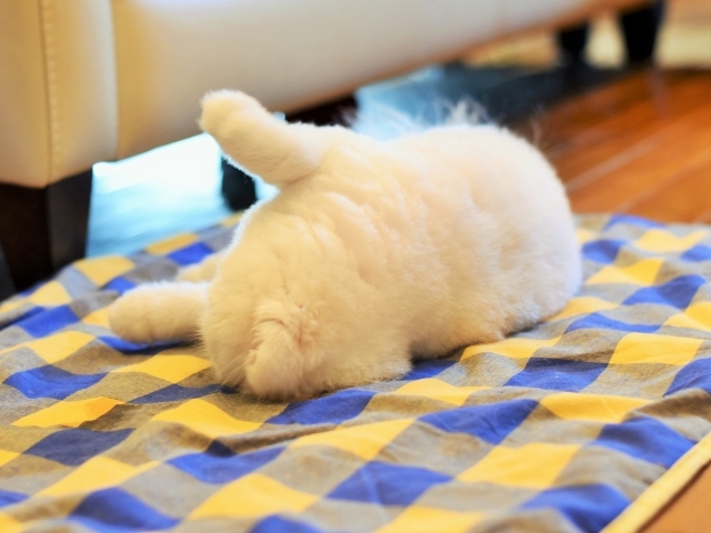 ご機嫌なしぐさ_d0360206_00351604.jpg