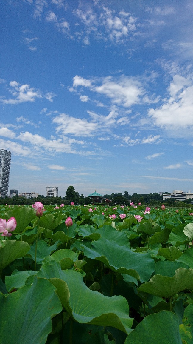 蓮の花散策_a0228408_14141319.jpg