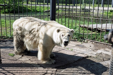 ボリシェリェーチェ動物園訪問二日目 ~ グーリャ (Гуля) の規則正しい生活、そしてその楽しみ方_a0151913_1454320.jpg