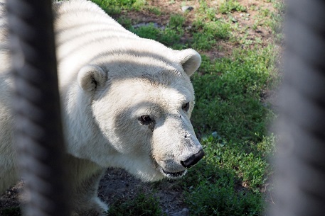 ボリシェリェーチェ動物園訪問二日目 ~ グーリャ (Гуля) の規則正しい生活、そしてその楽しみ方_a0151913_159590.jpg