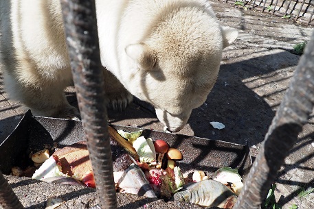 ボリシェリェーチェ動物園訪問二日目 ~ グーリャ (Гуля) の規則正しい生活、そしてその楽しみ方_a0151913_2165773.jpg