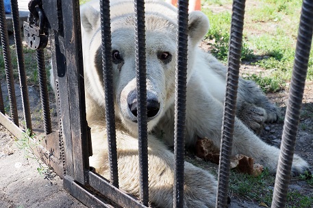 ボリシェリェーチェ動物園訪問二日目 ~ グーリャ (Гуля) の規則正しい生活、そしてその楽しみ方_a0151913_231216.jpg