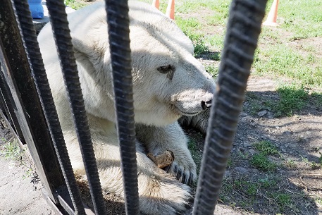 ボリシェリェーチェ動物園訪問二日目 ~ グーリャ (Гуля) の規則正しい生活、そしてその楽しみ方_a0151913_2373037.jpg