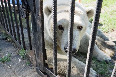 ボリシェリェーチェ動物園訪問二日目 ~ グーリャ (Гуля) の規則正しい生活、そしてその楽しみ方_a0151913_249522.jpg
