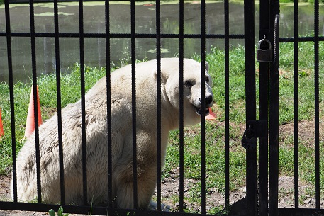 ボリシェリェーチェ動物園訪問二日目 ~ グーリャ (Гуля) の規則正しい生活、そしてその楽しみ方_a0151913_3255099.jpg