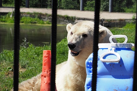 ボリシェリェーチェ動物園訪問二日目 ~ グーリャ (Гуля) の規則正しい生活、そしてその楽しみ方_a0151913_3312841.jpg