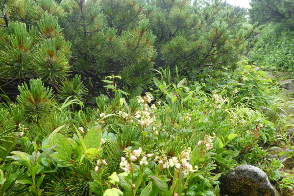 d0170615_17410558.jpg