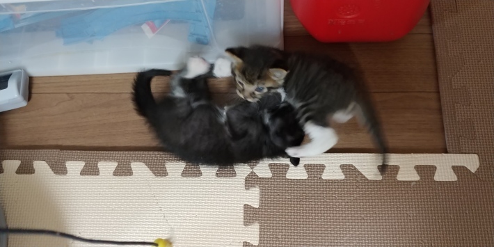 明後日は里親会😹_d0233224_22432282.jpg