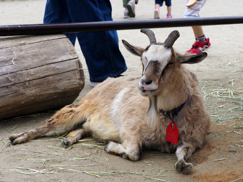 八木山動物公園のトカラヤギたち 動物園放浪記 八木山動物公園のトカラヤギたち 動物園放浪記