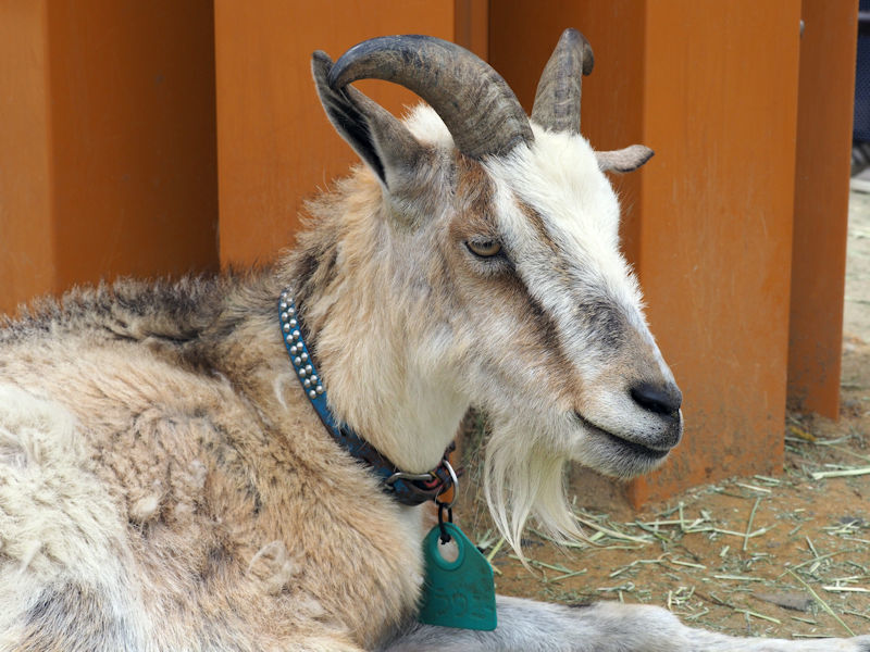 八木山動物公園のトカラヤギたち 動物園放浪記 八木山動物公園のトカラヤギたち 動物園放浪記