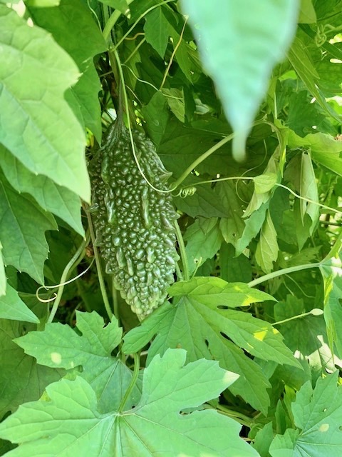 夏野菜の明暗_d0323231_20395590.jpg