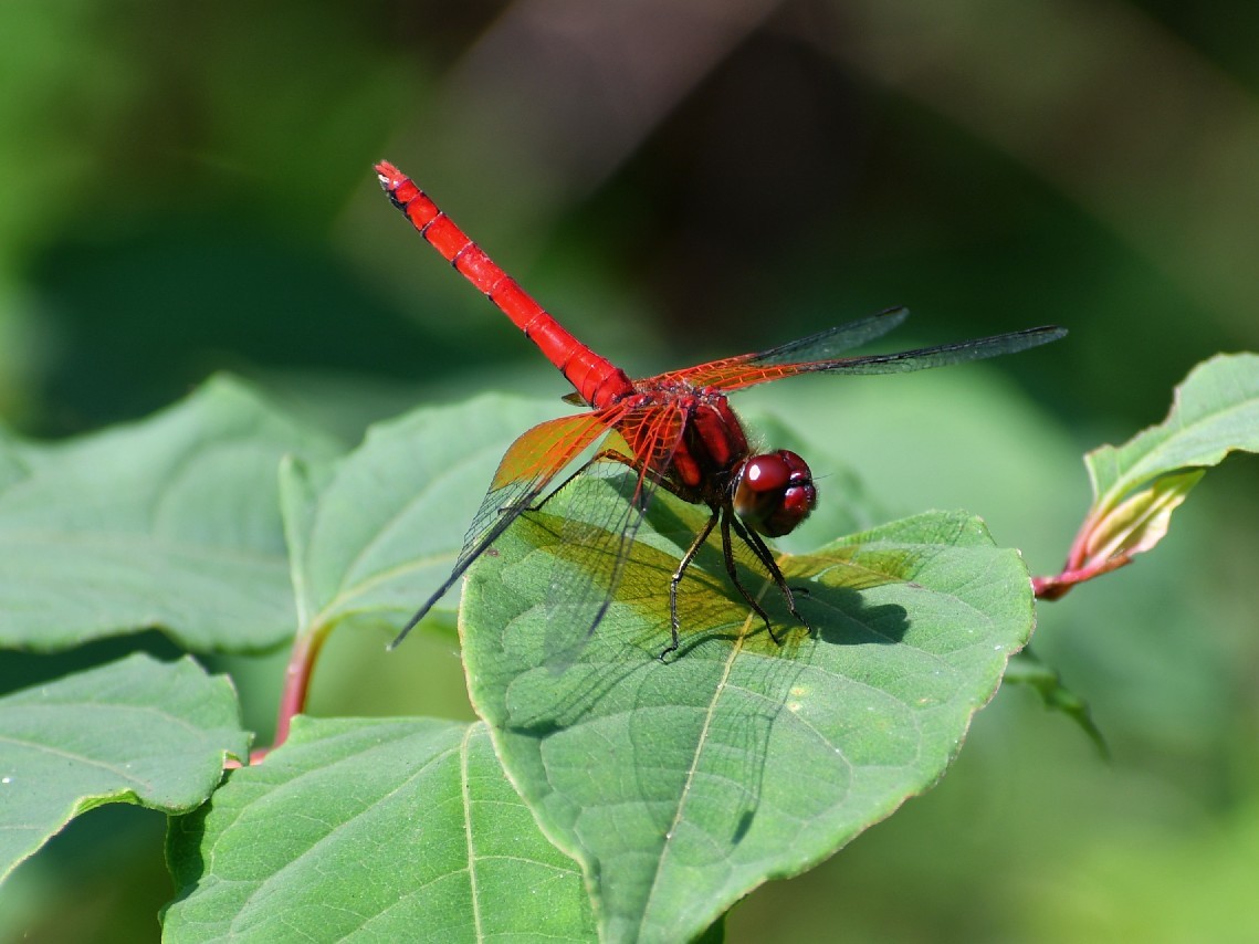 f0340732_20105340.jpg
