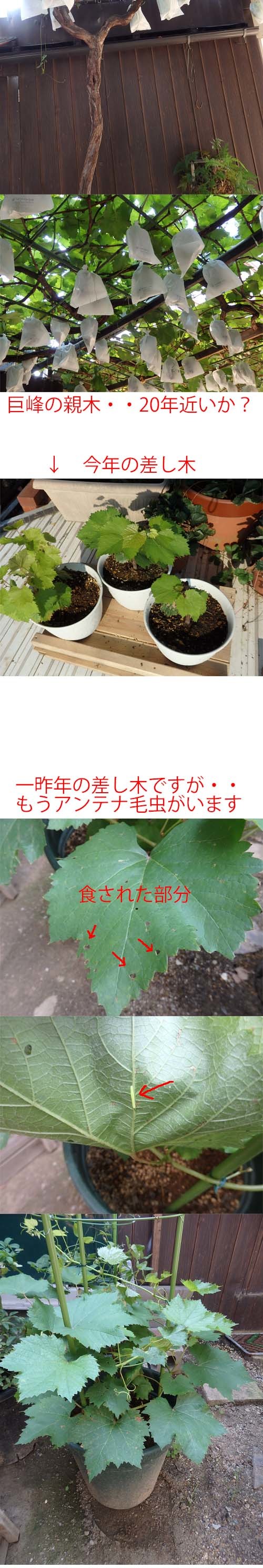 そんな ご無体な 何でもブログ そんな ご無体な 何でもブログ