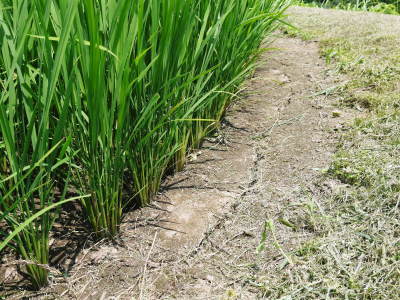 菊池水源棚田米　水にこだわる匠の米作り！今年も順調に成長中！田植え後の成長の様子（2023）　_a0254656_16491723.jpg