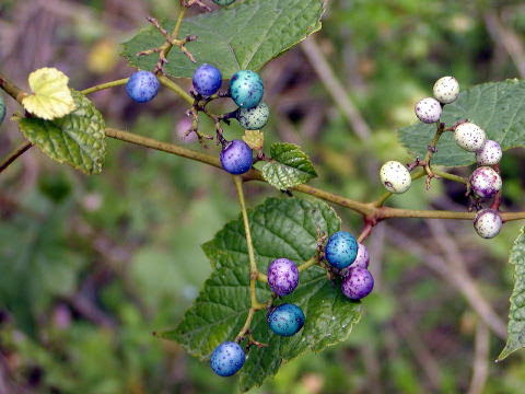 a0248459_15064017.jpg