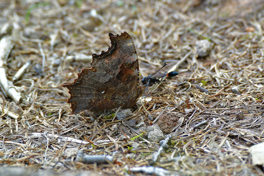d0387460_08592464.jpg