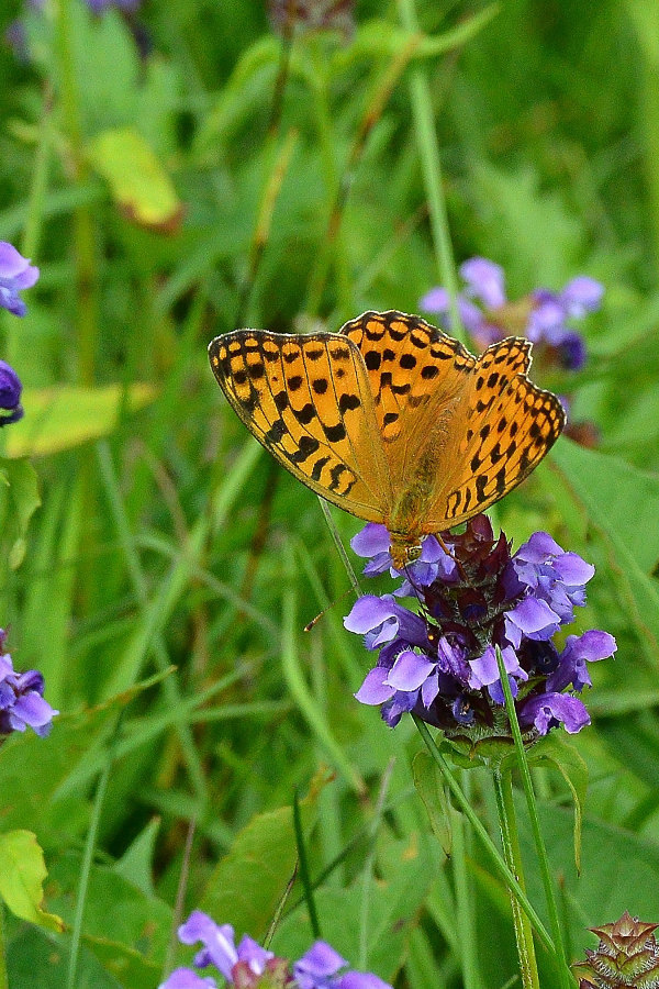 d0387460_08593298.jpg