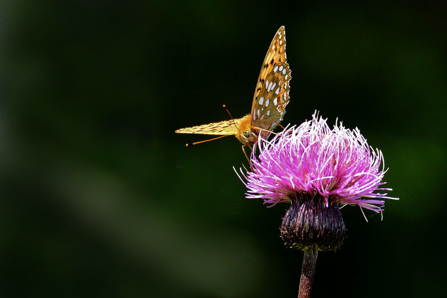 d0387460_08595860.jpg