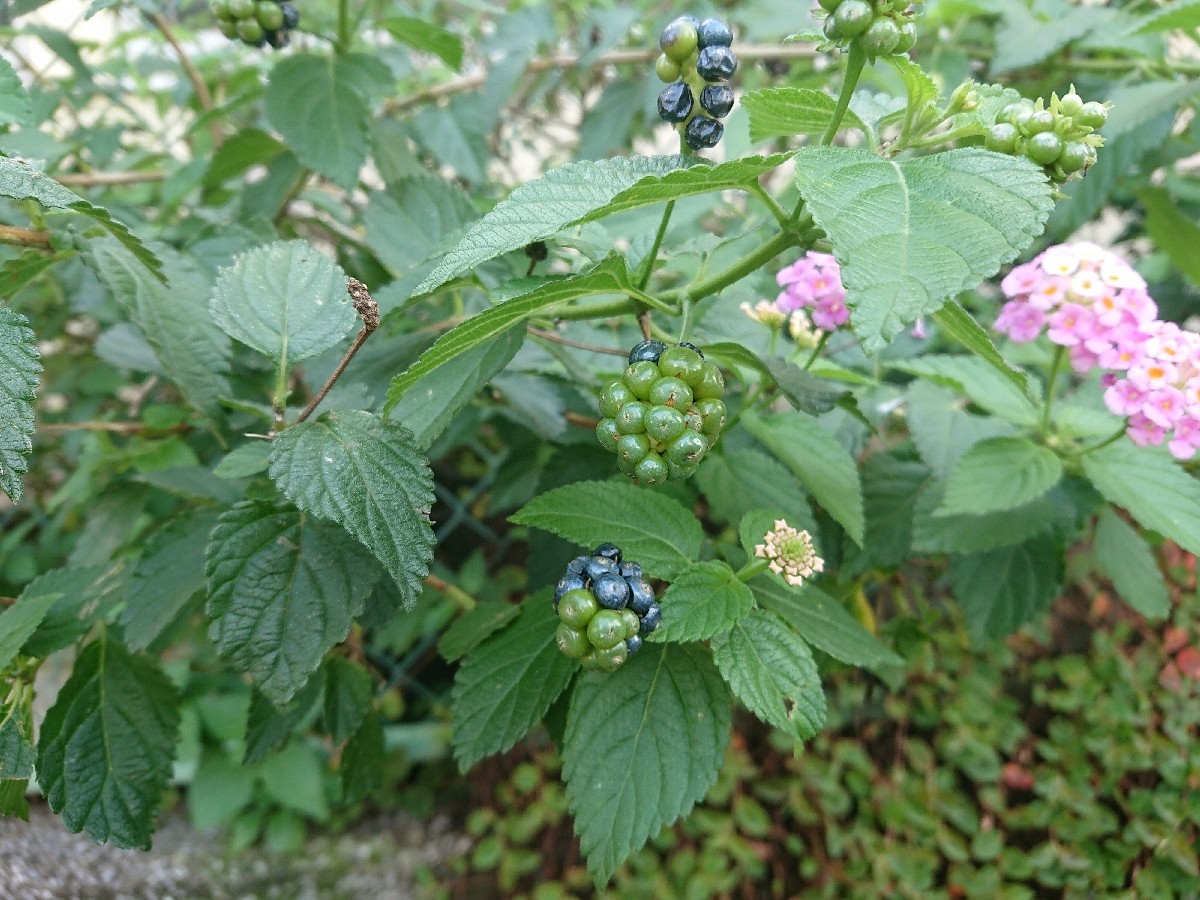 c0100865_06065246.jpg