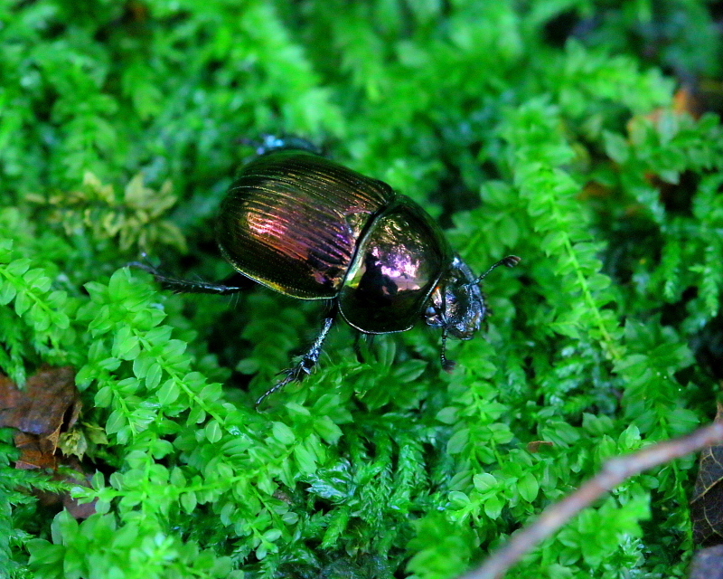 c0305565_17411348.jpg
