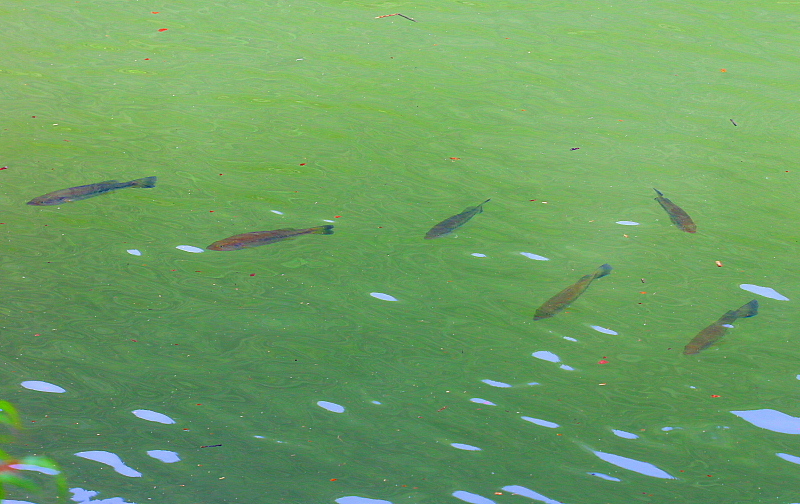 c0305565_17412519.jpg