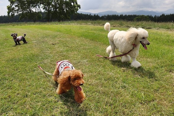 ④牧場ならでは、だね。_b0111376_14494752.jpg