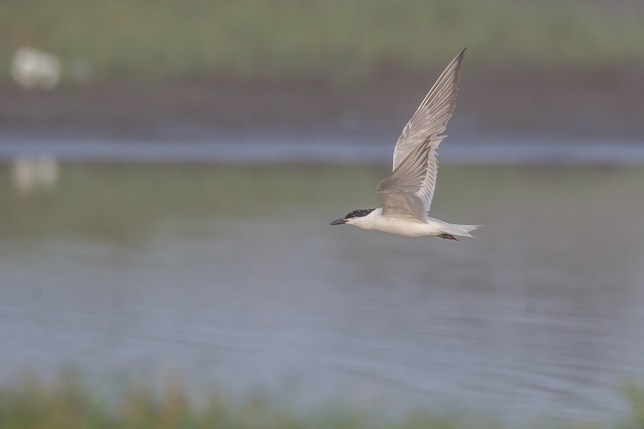 ハシブトアジサシ（１）　九十九里浜_a0052080_17201523.jpg