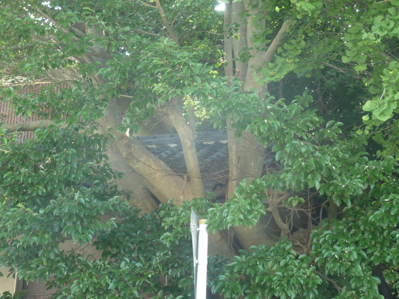 b0095981_07433339.jpg